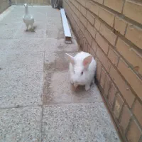 خرگوش سرحال و فرز|موش و خرگوش|شوشتر, |دیوار