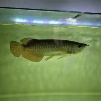 آروانا گلدن ردتیل|ماهی|کهریزک, |دیوار