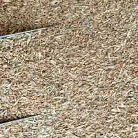 گندم ۲۵۰۰۰|عمده‌فروشی|بندر ماهشهر, |دیوار