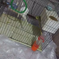 مرغ عشق|پرنده|باسمنج, |دیوار