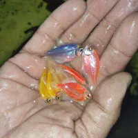 ماهی اکواریوم گوپی کالر آنجل زبرا پمپ هوا