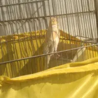 قناری نر مست|پرنده|تهران, اسفندیاری|دیوار