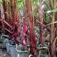 پالم بادبزنی(نخل واشنگتن)|گل و گیاه طبیعی|تهران,  امام زاده قاسم (نیاوران)|دیوار