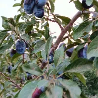 فروش باغچه 350متری، دولت آباد سهیلیه