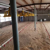 اجاره یک واحد مرغداری ۵۰،۰۰۰ قطعه ای|اجارهٔ دفتر صنعتی، کشاورزی، تجاری|کاشمر, |دیوار