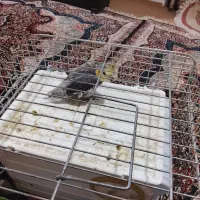 یک جفت عروس هلندی