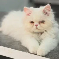 گربه پرشین