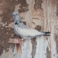 سینه آبی نر بزن