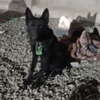 واگذاری دو قلاده سگ پیت بول وژرمن بلاگ|سگ|سنندج, |دیوار