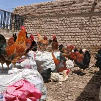 مرغ وخروس سیاه ورنگی|حیوانات مزرعه|مشهد, کوی سیدی|دیوار
