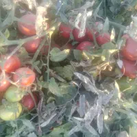 گوجه سسی یا کبابی