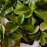 گل های بسیار شاداب|گل و گیاه طبیعی|خوی, |دیوار