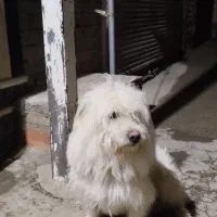 سگ پا کوتاه|سگ|سلماس, |دیوار