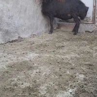 گوسفند ماده|حیوانات مزرعه|خسروشاه, |دیوار