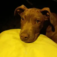 پیت بول ۳ ماهه