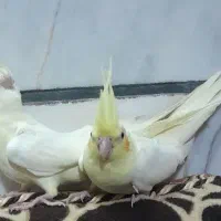 جوجه عروس هلندی لوتینو|پرنده|خمین, |دیوار