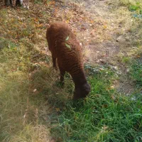 ۹راس بره بفروش میرسد|حیوانات مزرعه|انزل, |دیوار