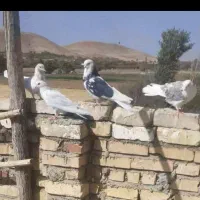 کبوترپرشی