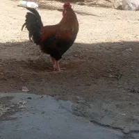 خروس|حیوانات مزرعه|خرمشهر, |دیوار