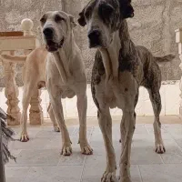 خراسانی نر و ماده نامبر وان