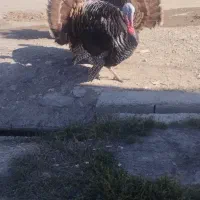 بوقلمون نر اصل محلی|حیوانات مزرعه|مهاباد (آذربایجان غربی), |دیوار