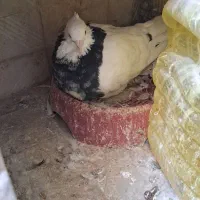 جفت طوقی و سار زاغ کرمانی