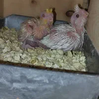 جوجه عروس هلندی