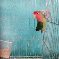 کوتوله صورت هلویی نر