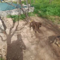 دوعدد سگ برای نگهبانی باغ و ویلا