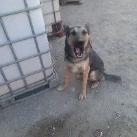 واگذاری سگ|سگ|ساوه, |دیوار