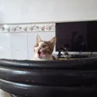بچه گربه نر