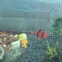 ماهی فایتر|ماهی|کرمانشاه, |دیوار