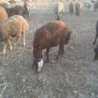 بره نر وماده