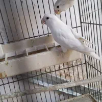 طوطی برزیلی البینو رزیکولیس جفت مولد با تخم