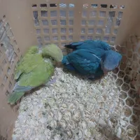 راهب آبی و پسته ای|پرنده|بومهن, |دیوار