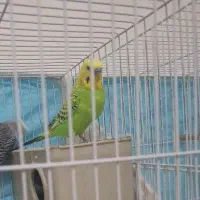 یک عدد مرغ عشق نر سبز نژاد انگلیسی کارداده