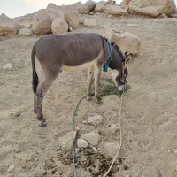 الاغ نر جوان|حیوانات مزرعه|سیراف, |دیوار