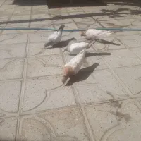 کبوتر سینه آبی و کله زرد|پرنده|شیراز, ترمینال باربری|دیوار