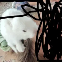 خرگوش هر عددی لازم داشتی داریم