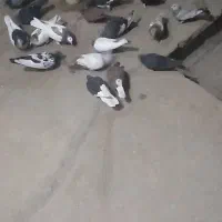 کفتر .