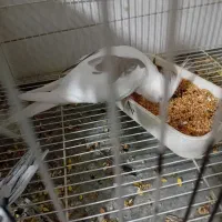 یک جفت عروس هلندی مولدباجوجه|پرنده|بجنورد, |دیوار