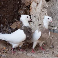 فروش کبوتر طوقی