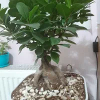 یک گلدان گل بنسای جیسینگ