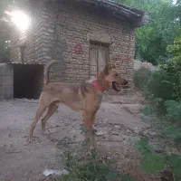 سگ نگهبان