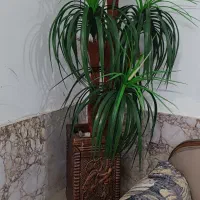 یه عدد درختچه مصنوعی|گل مصنوعی|مشهد, پورسینا|دیوار