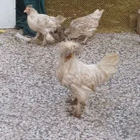 مرغ و خروس پا پر