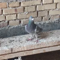 کبوتر|پرنده|جم, |دیوار