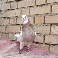 طوقی آجری 3تاامیدیه|پرنده|امیدیه, |دیوار