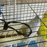 مرغ عشق|پرنده|کبودرآهنگ, |دیوار