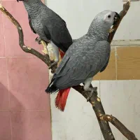 کاسکو راهب گرینچک شاه طوطی ملنگو خرید وفروش|پرنده|قم, آزادگان|دیوار